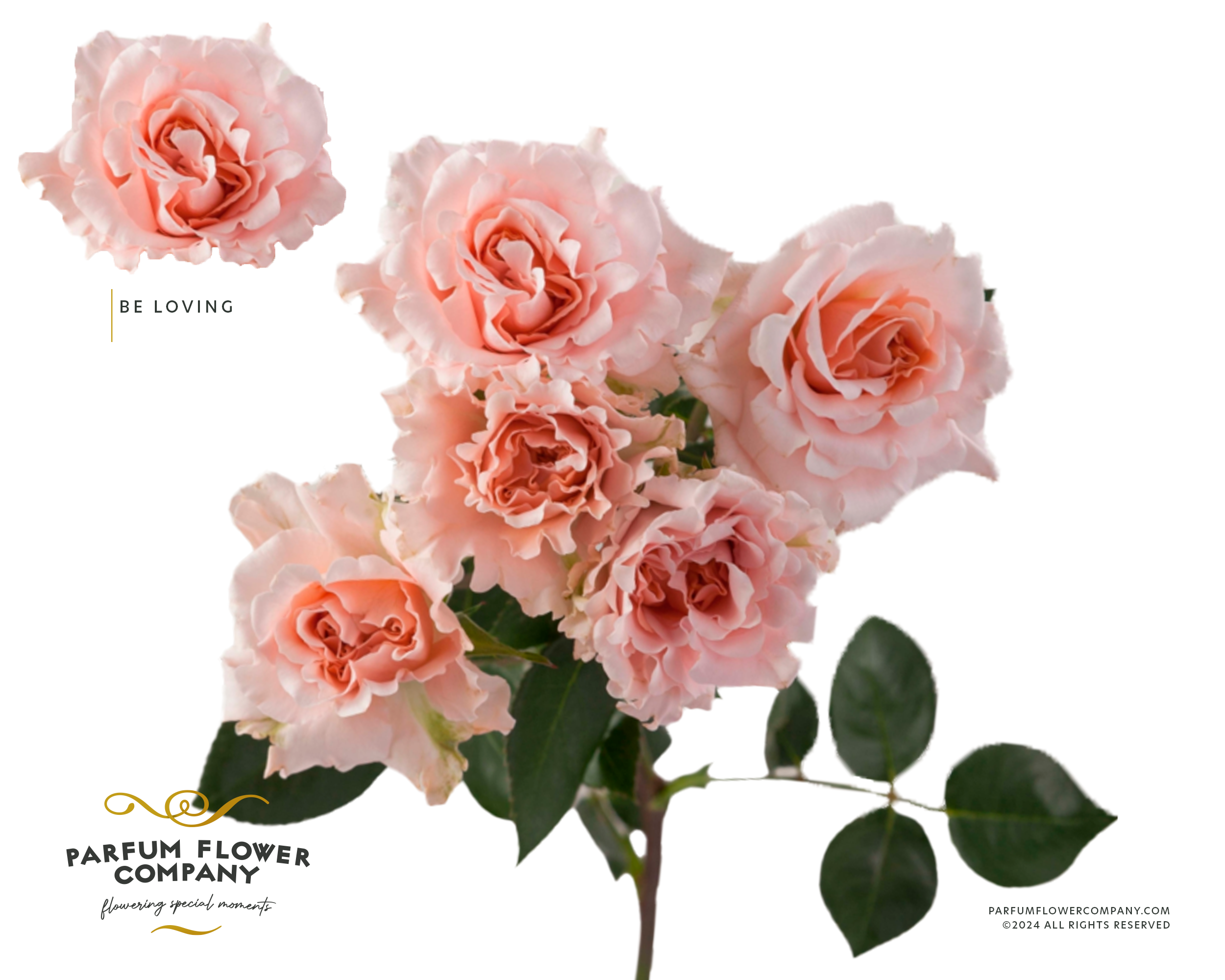 Срезанные цветы оптом Rosa sp be loving от 24шт из Голландии с доставкой по России