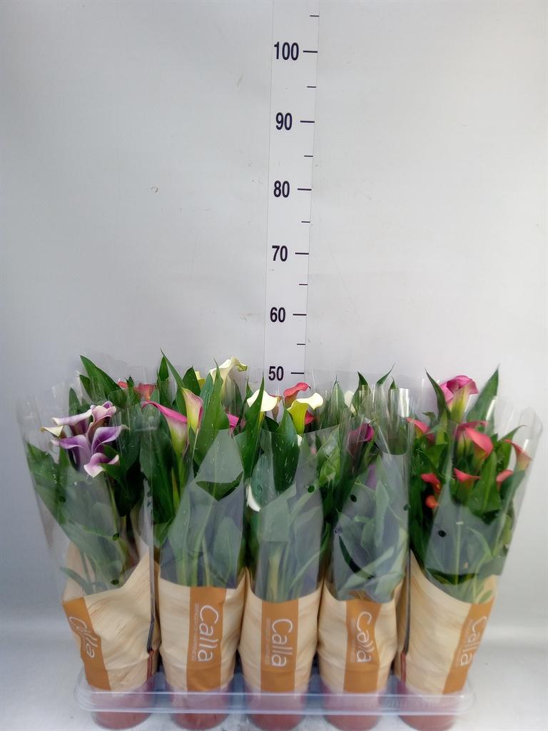 Горшечные цветы и растения оптом Zantedeschia   ...mix от 10шт из Голландии с доставкой по России