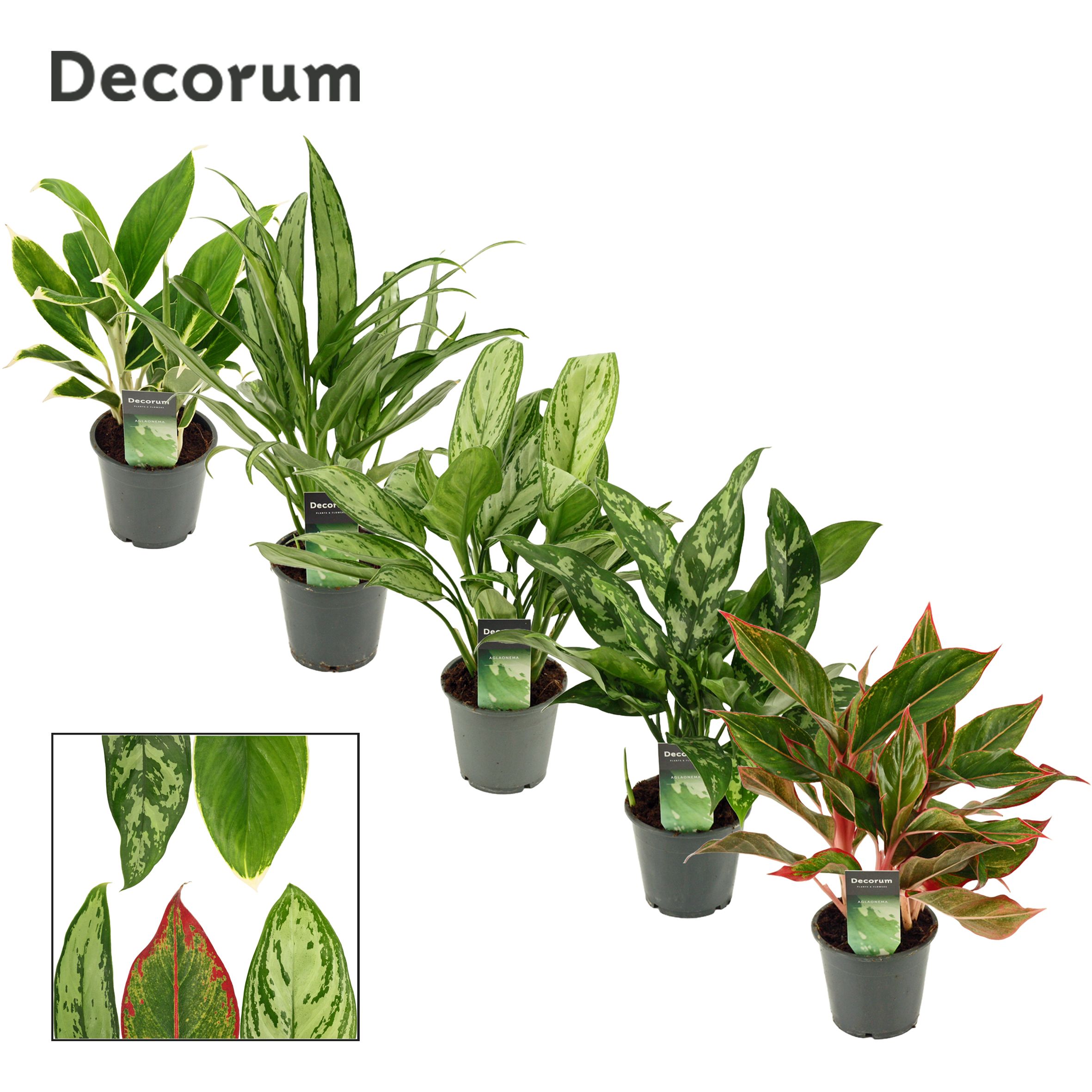 Горшечные цветы и растения оптом Aglaonema Mix от 10шт из Голландии с доставкой по России