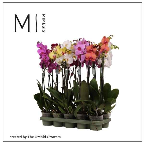 Горшечные цветы и растения оптом Phal 2st Mimesis Mix 16+ (orchid Growers) от 10шт из Голландии с доставкой по России
