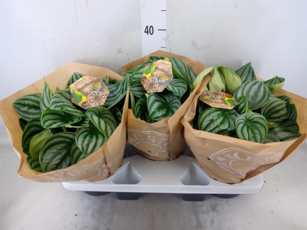 Горшечные цветы и растения оптом Peperomia Argyreia от 3шт из Голландии с доставкой по России