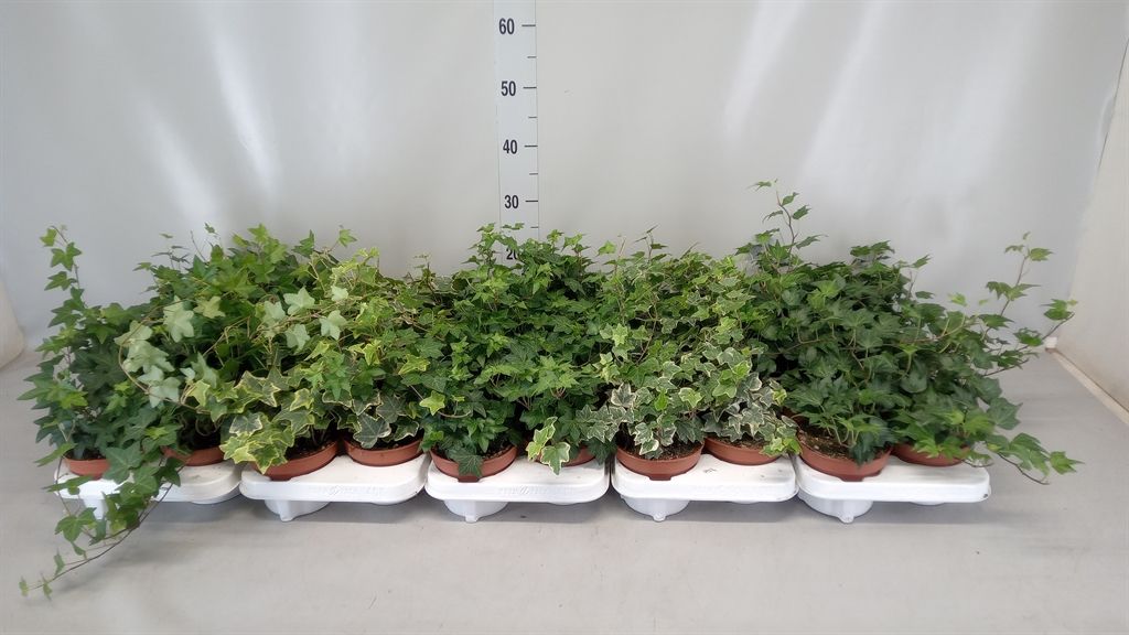 Горшечные цветы и растения оптом Hedera Helix   ... от 8шт из Голландии с доставкой по России