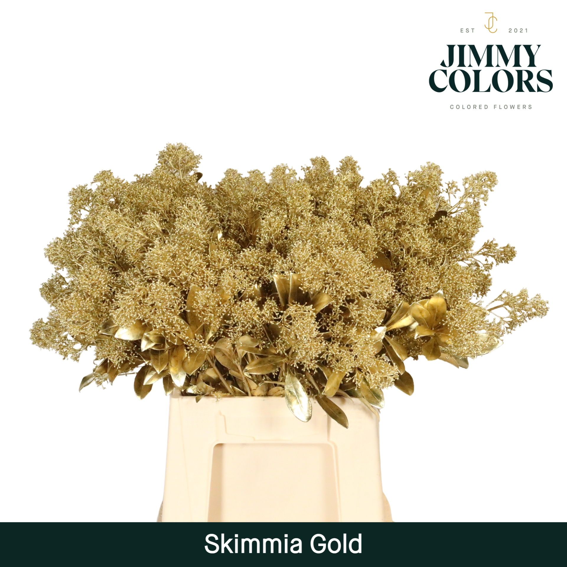 Срезанные цветы оптом Skimmia paint gold от 10шт из Голландии с доставкой по России