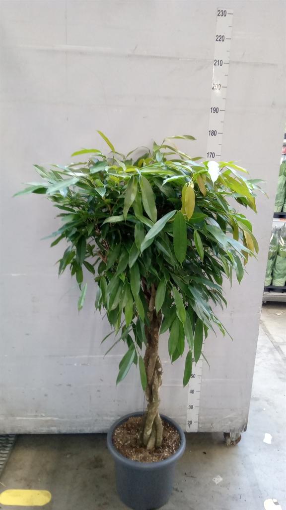 Горшечные цветы и растения оптом Ficus Binn. amstel King от 1шт из Голландии с доставкой по России