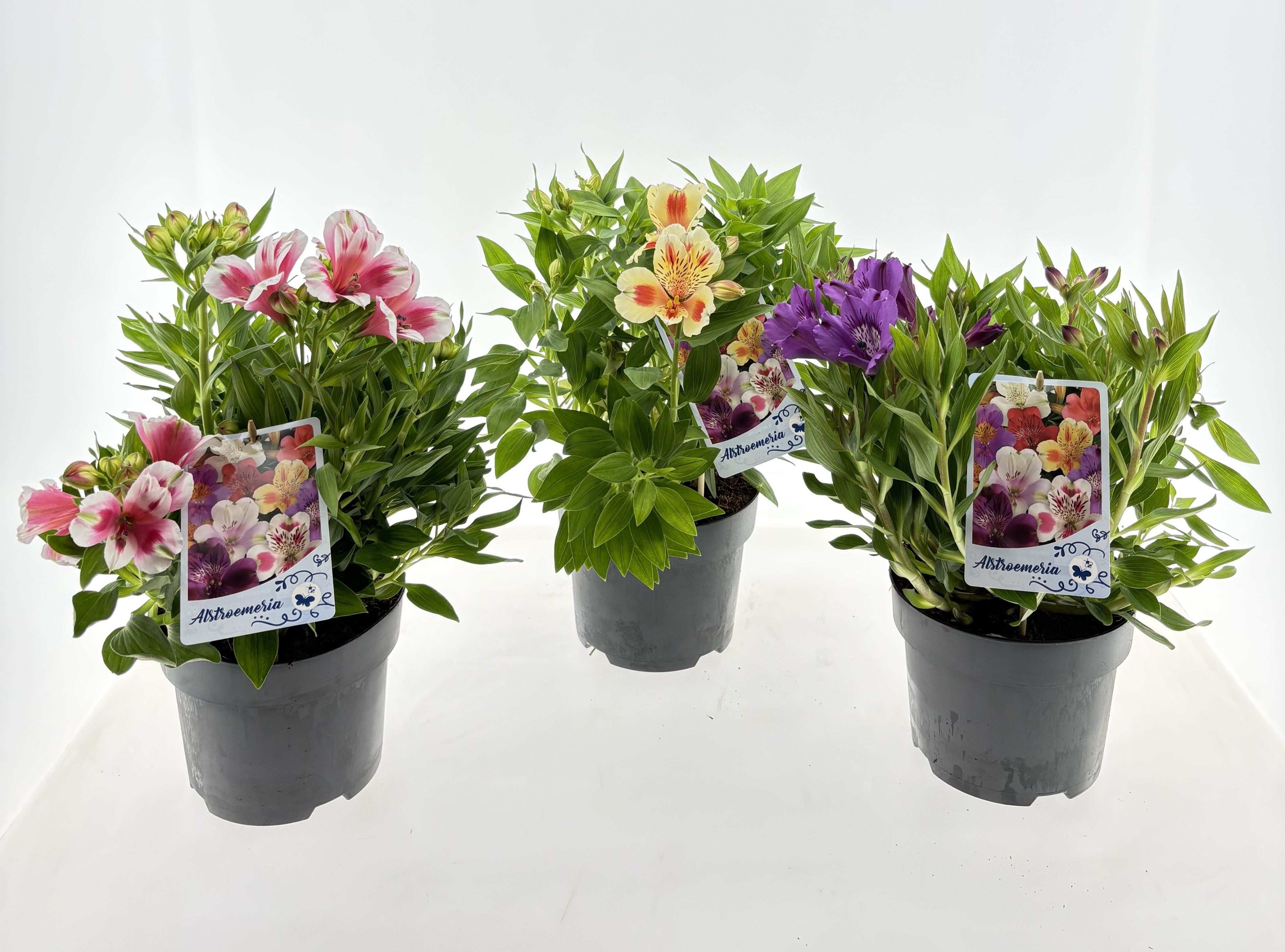 Горшечные цветы и растения оптом Alst Inticancha Gem от 3шт из Голландии с доставкой по России