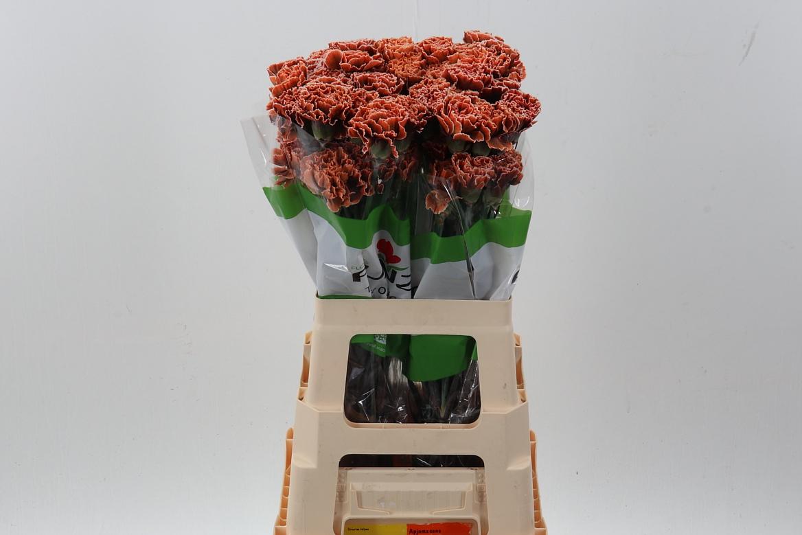 Срезанные цветы оптом Dianthus st paint joker от 80шт из Голландии с доставкой по России