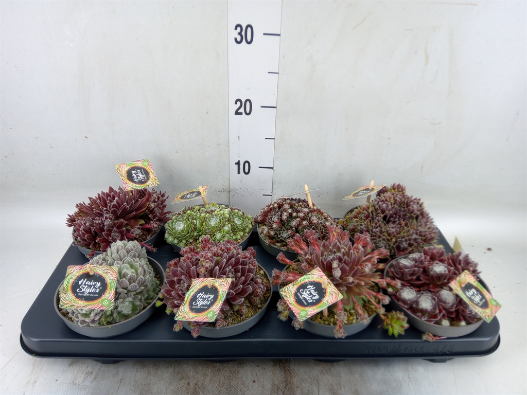 Горшечные цветы и растения оптом Sempervivum   ... от 8шт из Голландии с доставкой по России