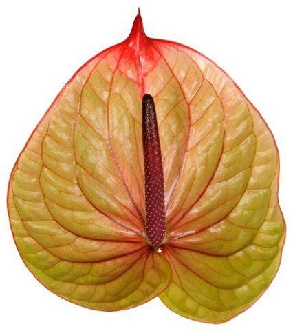 Срезанные цветы оптом Anthurium tequila от 10шт. из Голландии с доставкой по России
