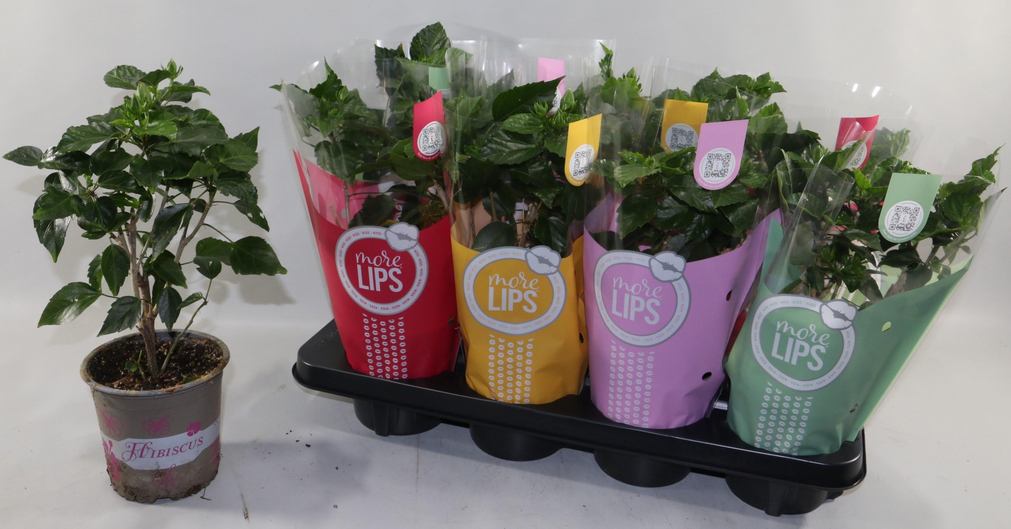 Горшечные цветы и растения оптом Hibis Gem от 8шт из Голландии с доставкой по России