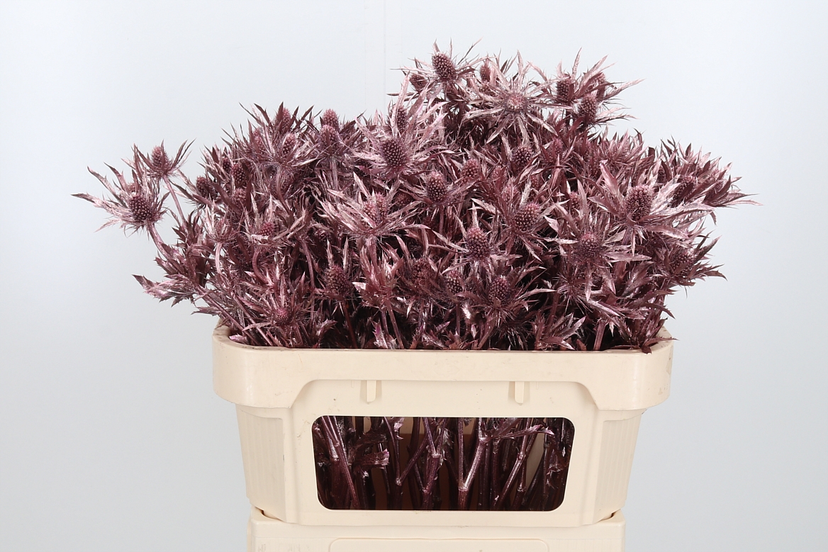 Срезанные цветы оптом Eryngium orion paint pink gold от 50шт из Голландии с доставкой по России