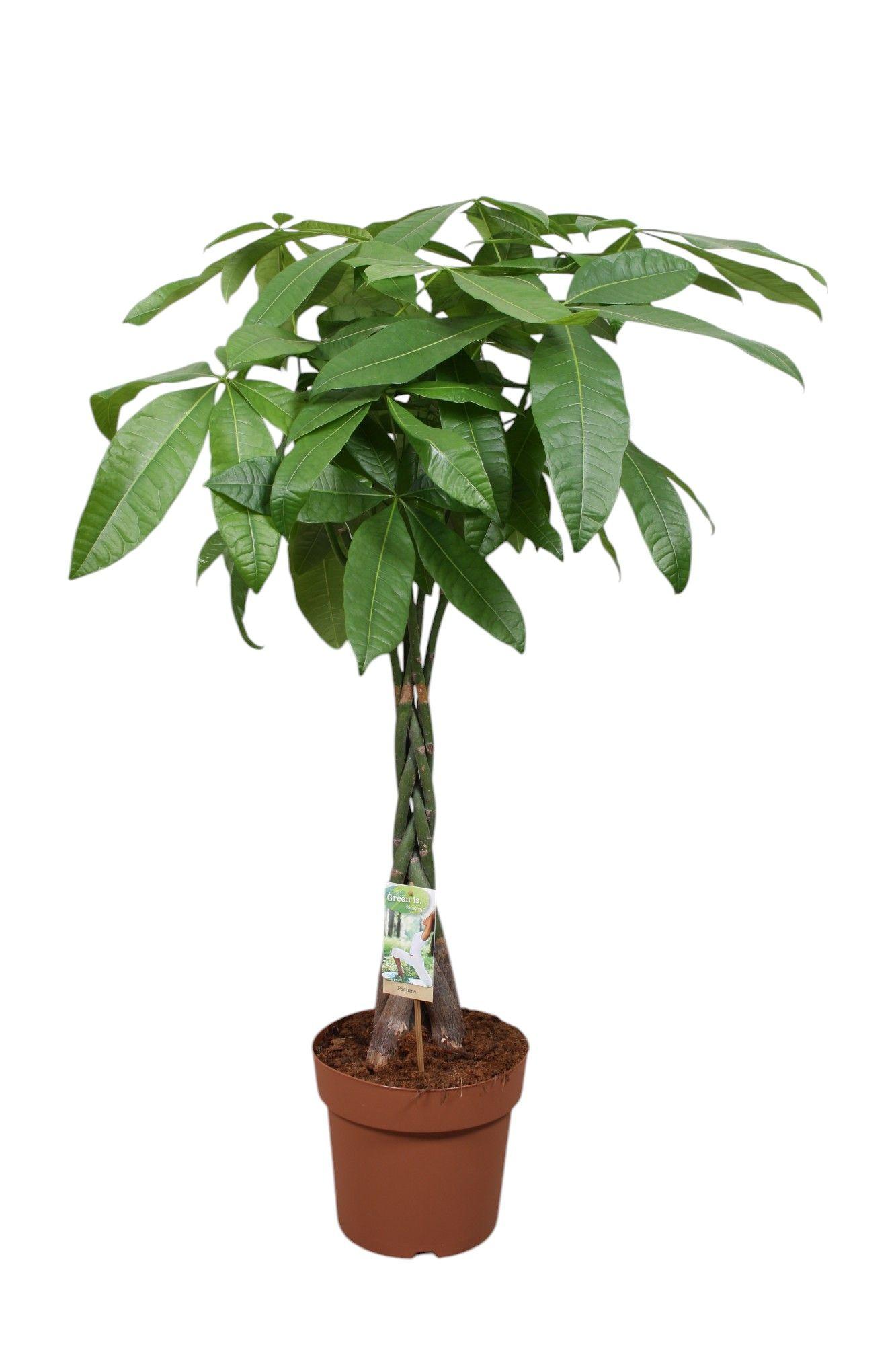 Горшечные цветы и растения оптом Pachira Aquatica Twisted Stem от 1шт из Голландии с доставкой по России