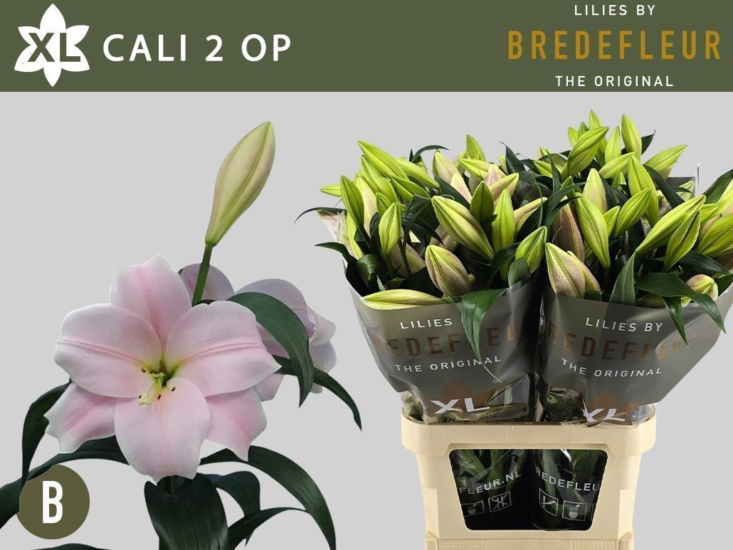 Срезанные цветы оптом Lilium lo cali от 40шт из Голландии с доставкой по России