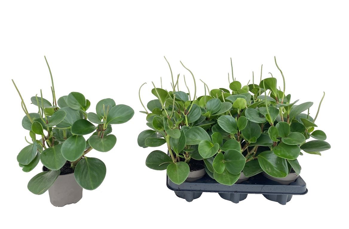 Горшечные цветы и растения оптом Peperomia Obtusifolia от 10шт из Голландии с доставкой по России