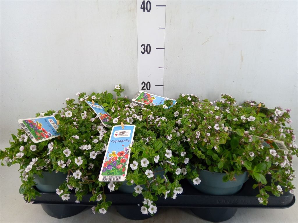 Горшечные цветы и растения оптом Gypsophila   ... от 6шт из Голландии с доставкой по России