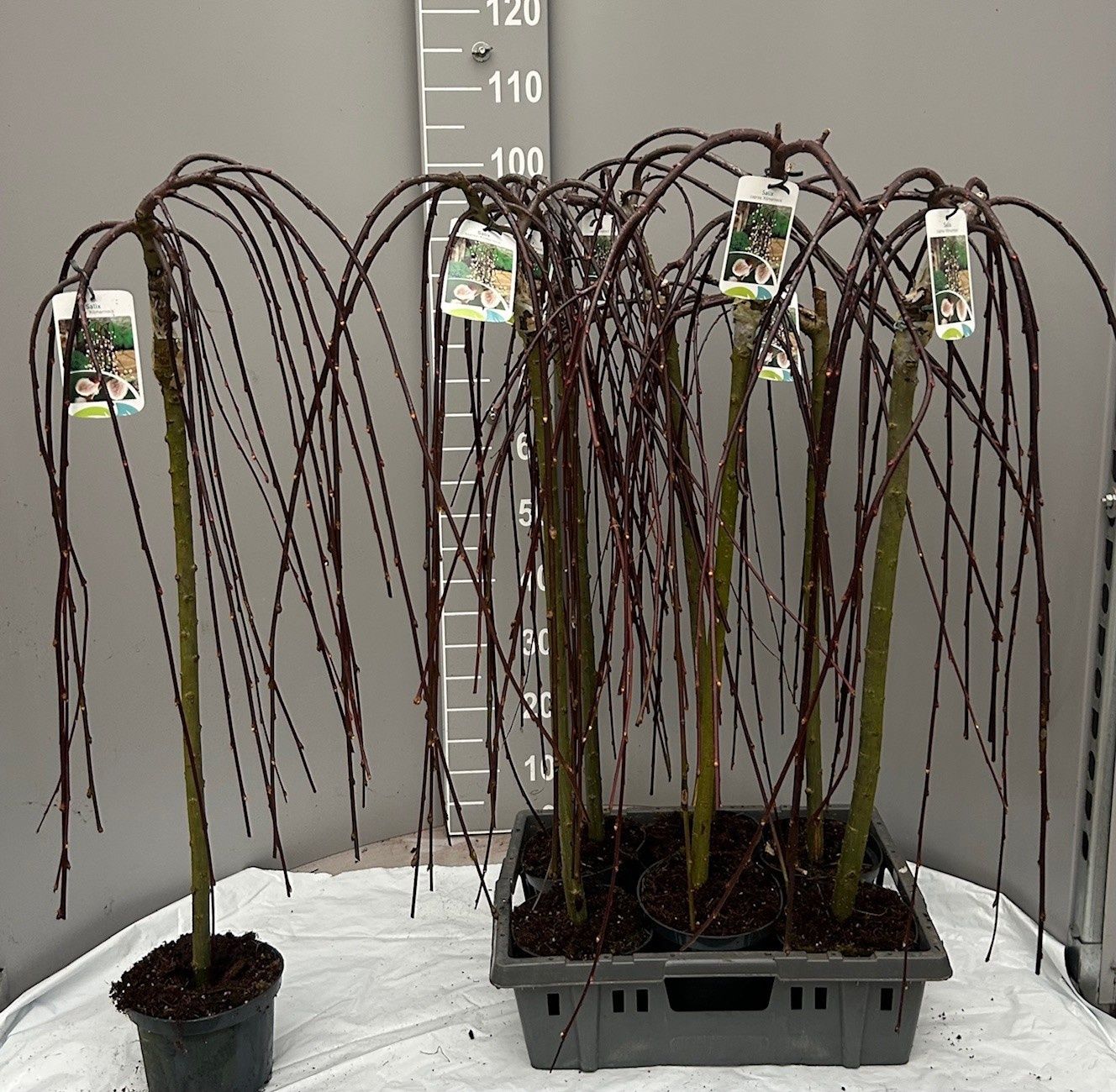 Горшечные цветы и растения оптом Salix Cap Kilmarnock от 6шт из Голландии с доставкой по России