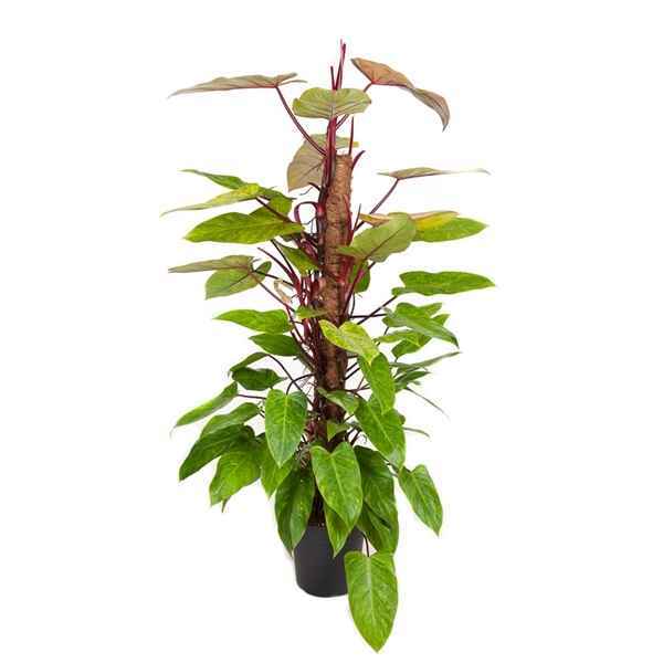 Горшечные цветы и растения оптом Philodendron Painted Lady Mosspole от 1шт из Голландии с доставкой по России