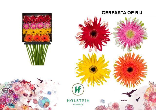 Срезанные цветы оптом Gerbera diamond gerpasta mix от 15шт из Голландии с доставкой по России