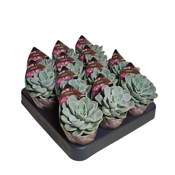 Горшечные цветы и растения оптом Echeveria Orpet Potcover от 12шт (для телеги) из Голландии с доставкой по России