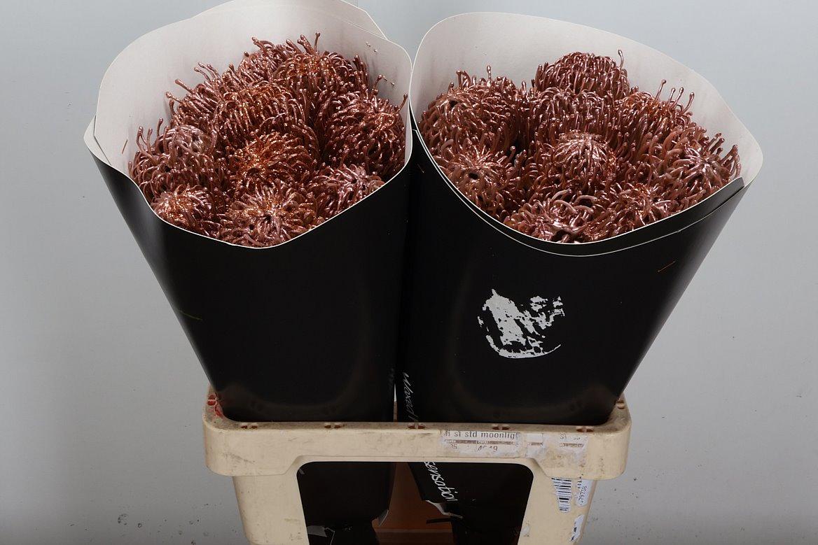 Срезанные цветы оптом Nutans wax copper от 20шт из Голландии с доставкой по России