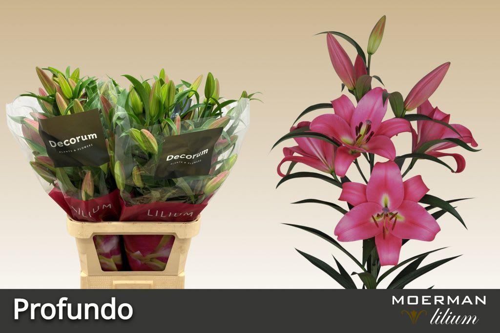 Срезанные цветы оптом Lilium or profundo от 30шт. из Голландии с доставкой по России