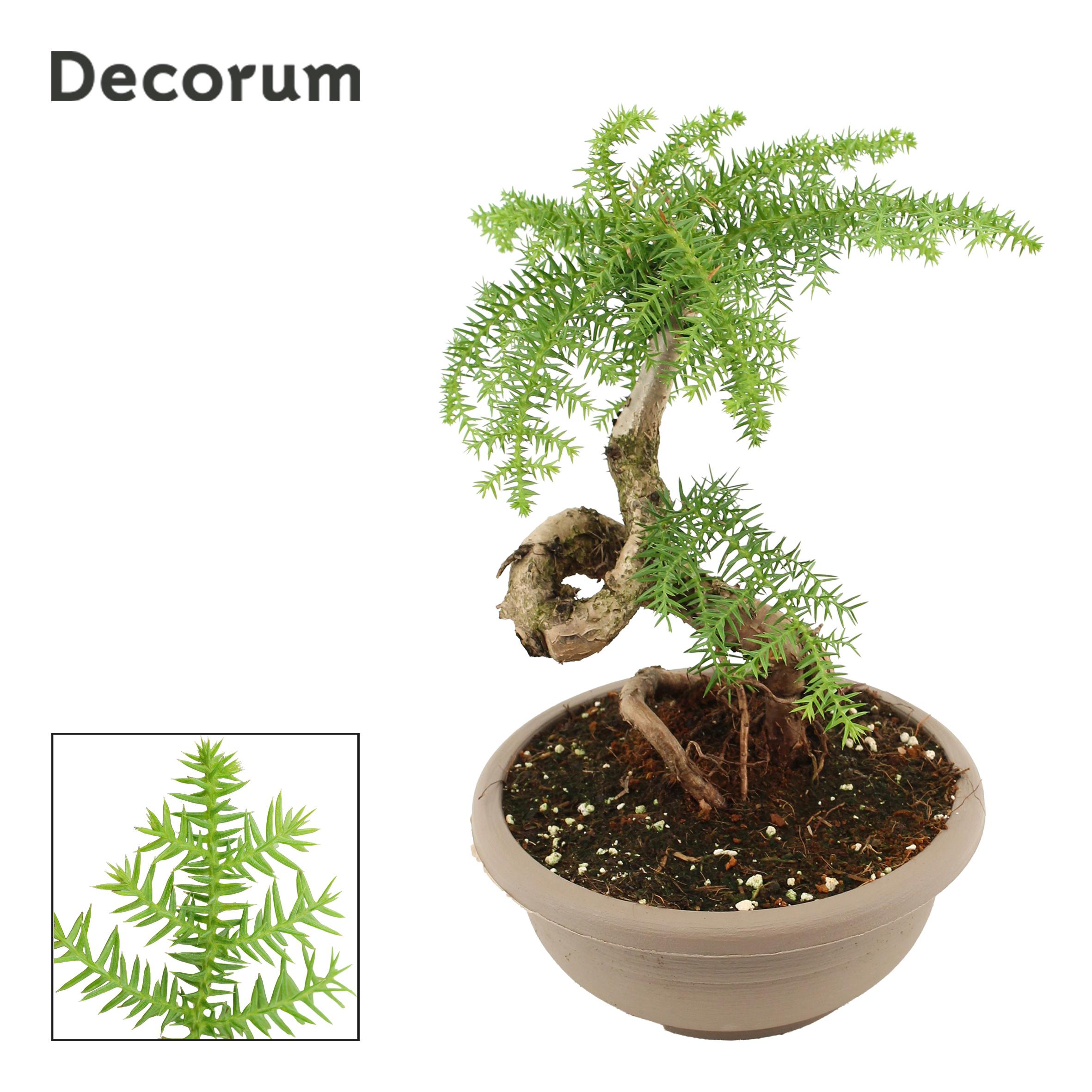 Горшечные цветы и растения оптом Araucaria Bidwilii Bonsai (decorum) от 1шт из Голландии с доставкой по России
