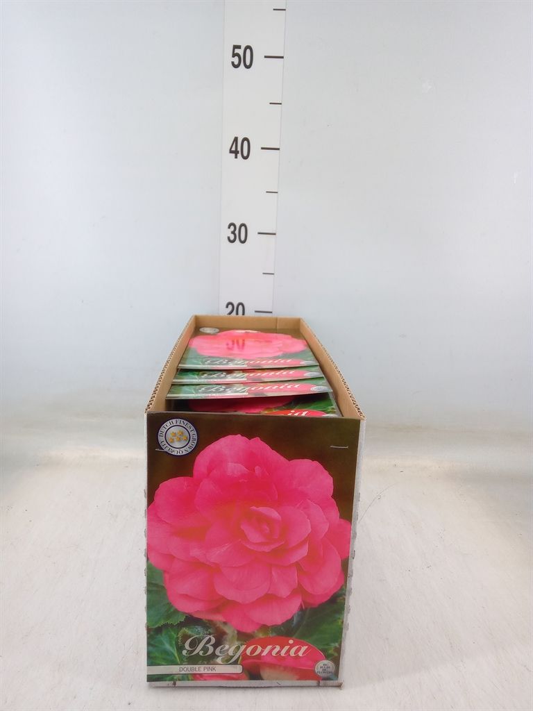 Горшечные цветы и растения оптом Flowerbulbs, Corns Or Tubers   ... от 10шт из Голландии с доставкой по России