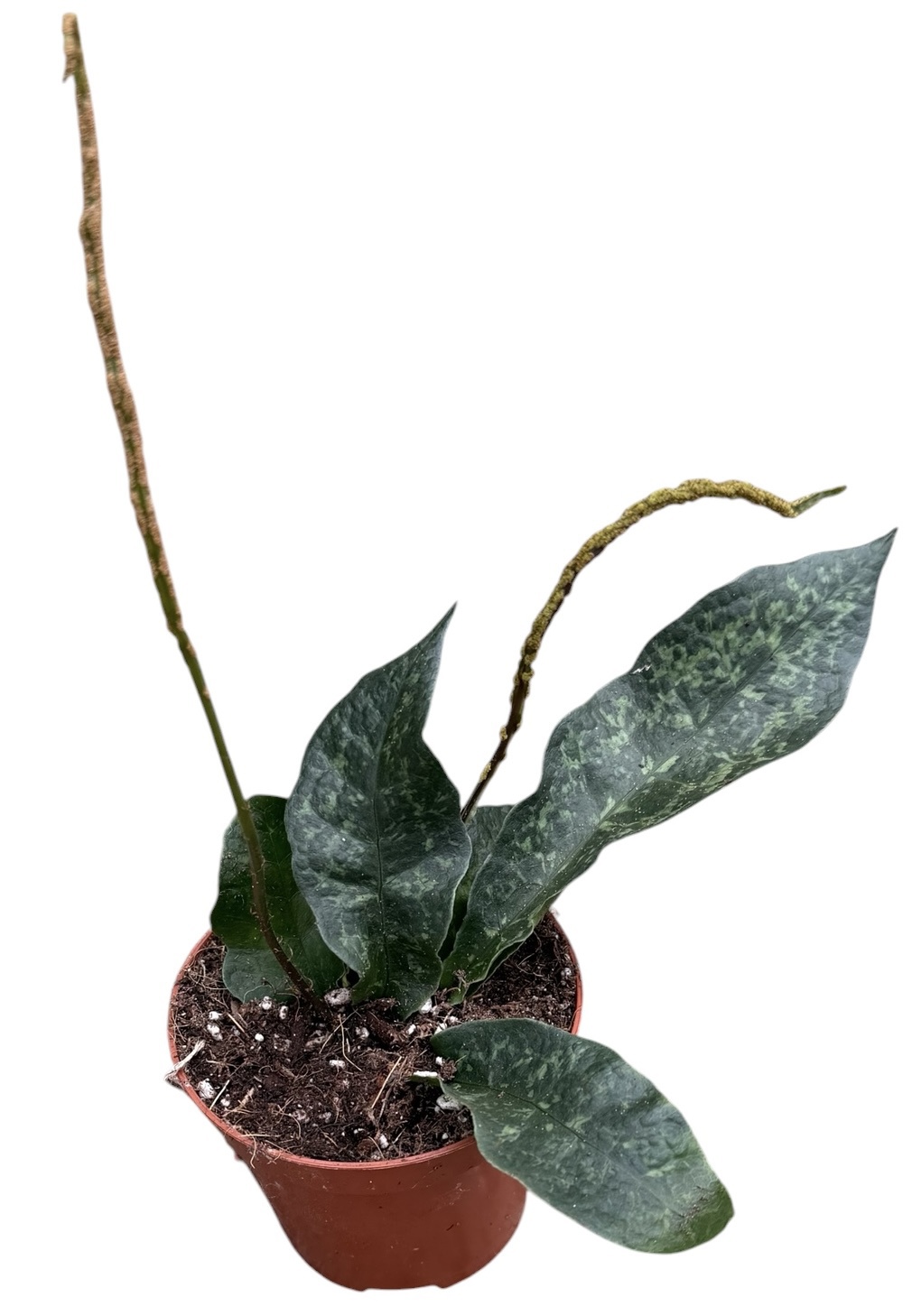 Горшечные цветы и растения оптом Tectaria Hilocarpa от 1шт (для телеги) из Голландии с доставкой по России