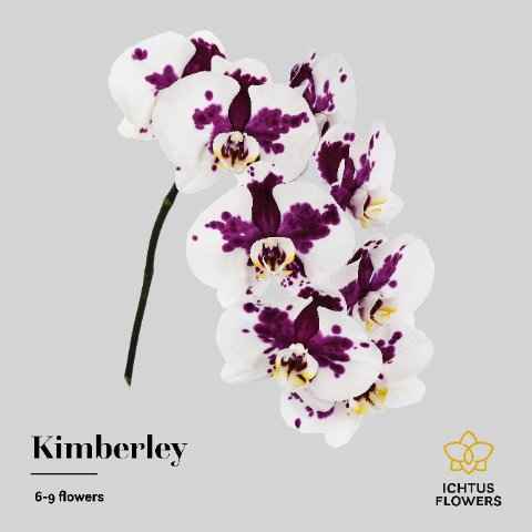 Срезанные цветы оптом Phalaenopsis kimberley (per stem) от 10шт. из Голландии с доставкой по России