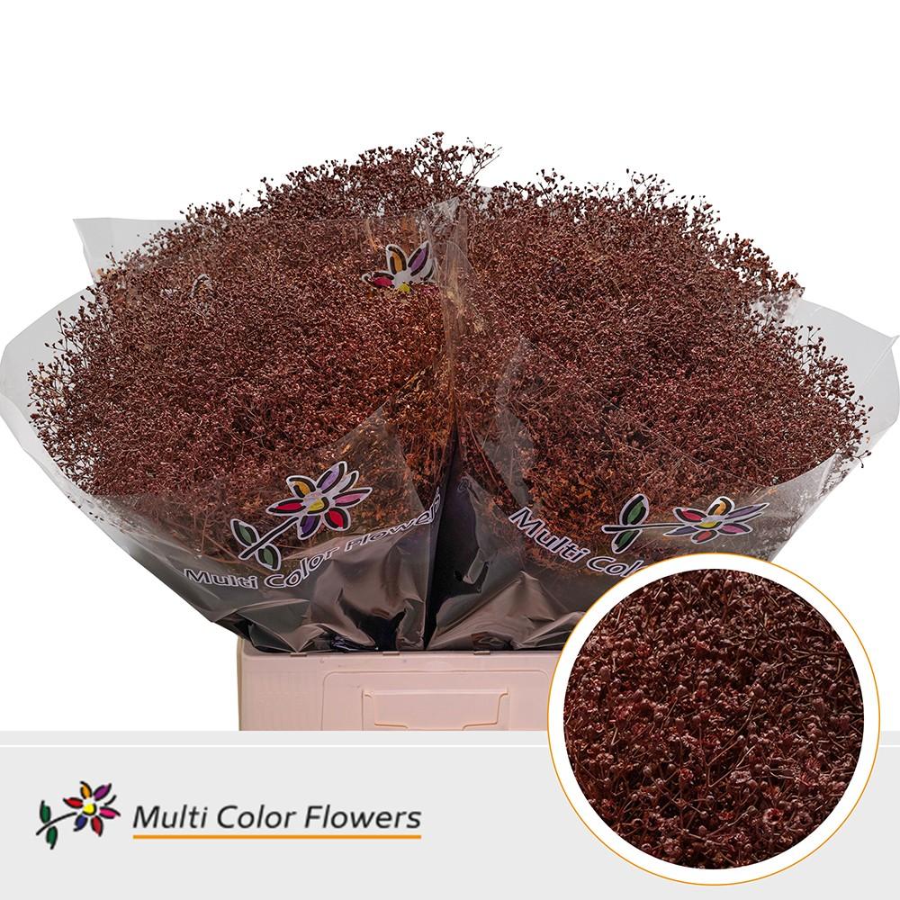 Срезанные цветы оптом Gyps fine paint brown от 100шт из Голландии с доставкой по России