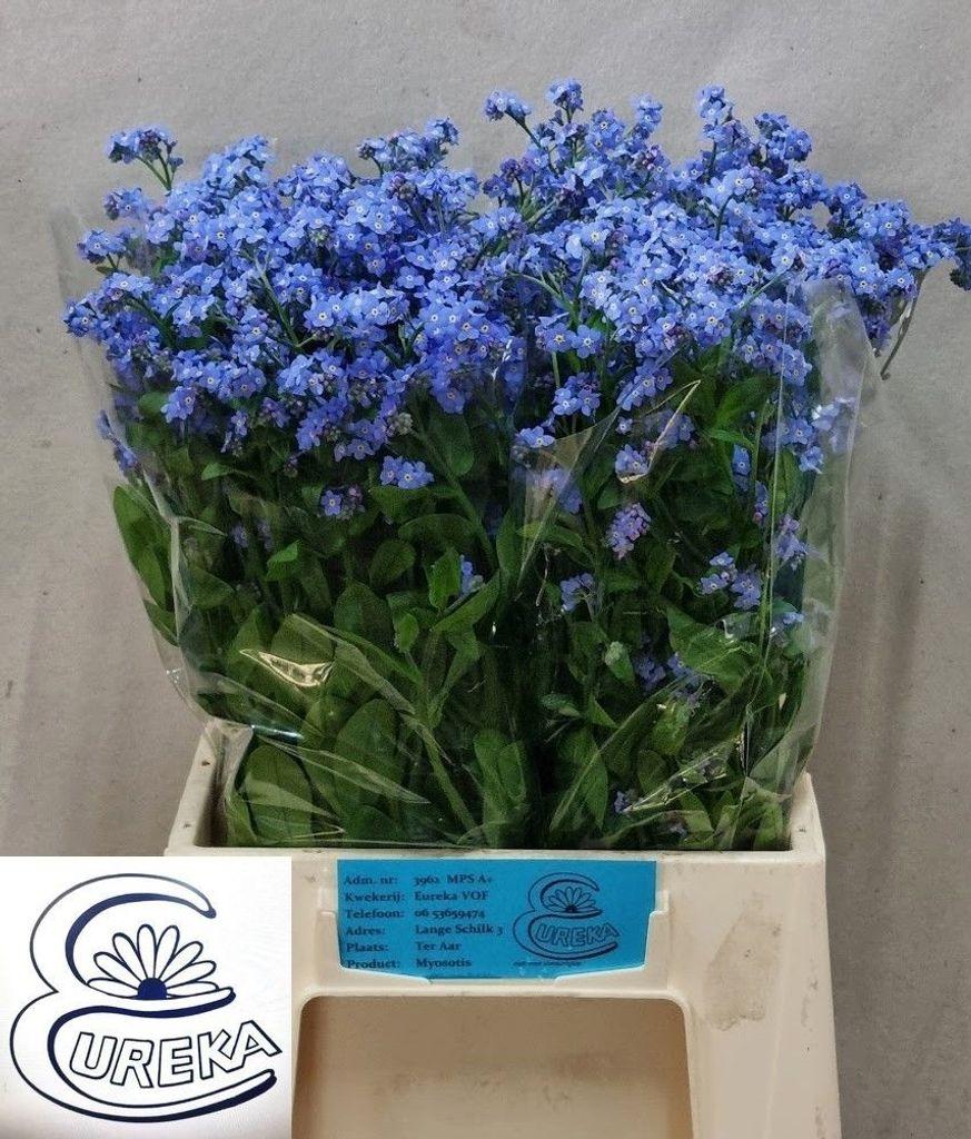 Срезанные цветы оптом Myosotis blue memory от 40шт из Голландии с доставкой по России