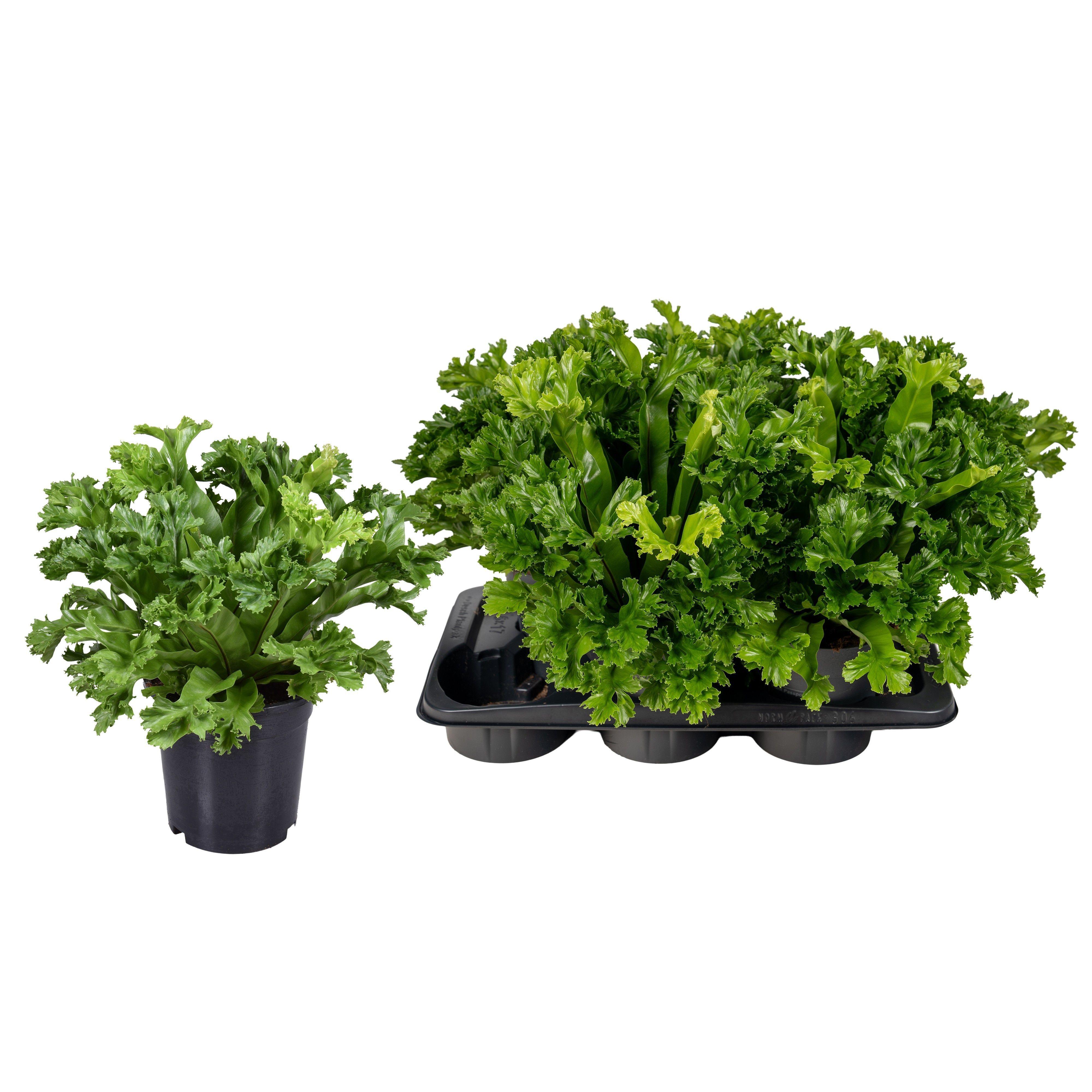 Горшечные цветы и растения оптом Asple Ant Leslie от 6шт из Голландии с доставкой по России