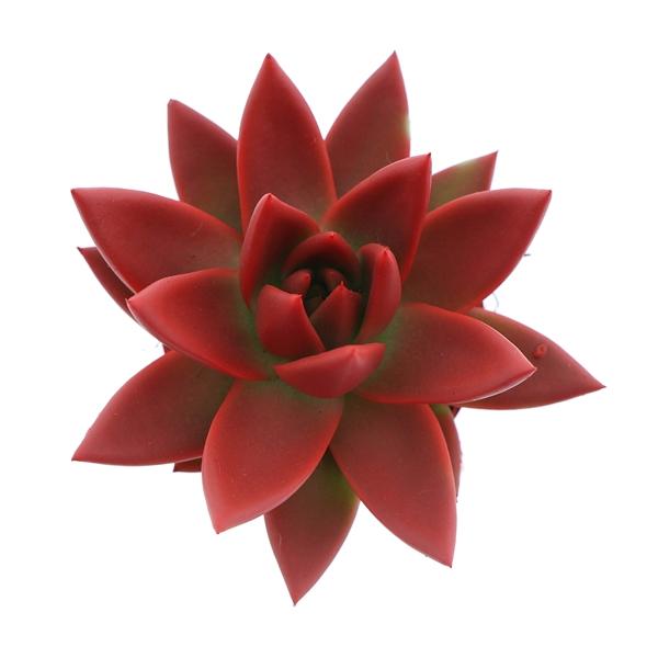 Горшечные цветы и растения оптом Echeveria Rainbow Red от 16шт (для телеги) из Голландии с доставкой по России