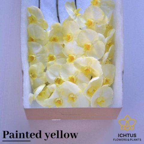 Срезанные цветы оптом Phalaenopsis paint yellow (flower) от 25шт из Голландии с доставкой по России