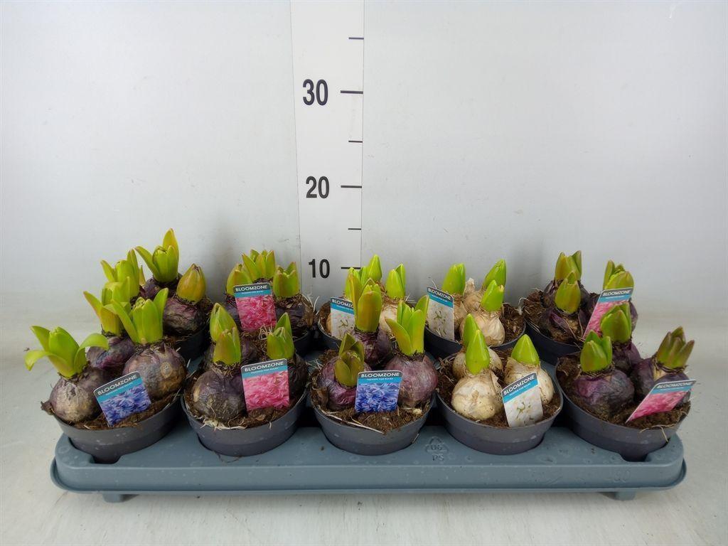 Горшечные цветы и растения оптом Hyacinthus Orie.   ...mix 3 от 10шт из Голландии с доставкой по России