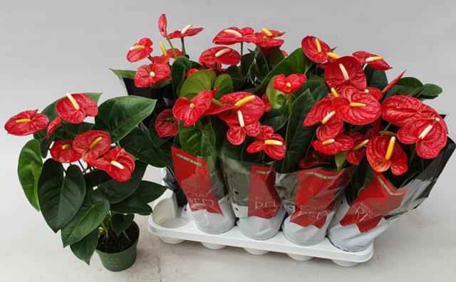 Горшечные цветы и растения оптом Anthu An Royal Champ от 10шт из Голландии с доставкой по России