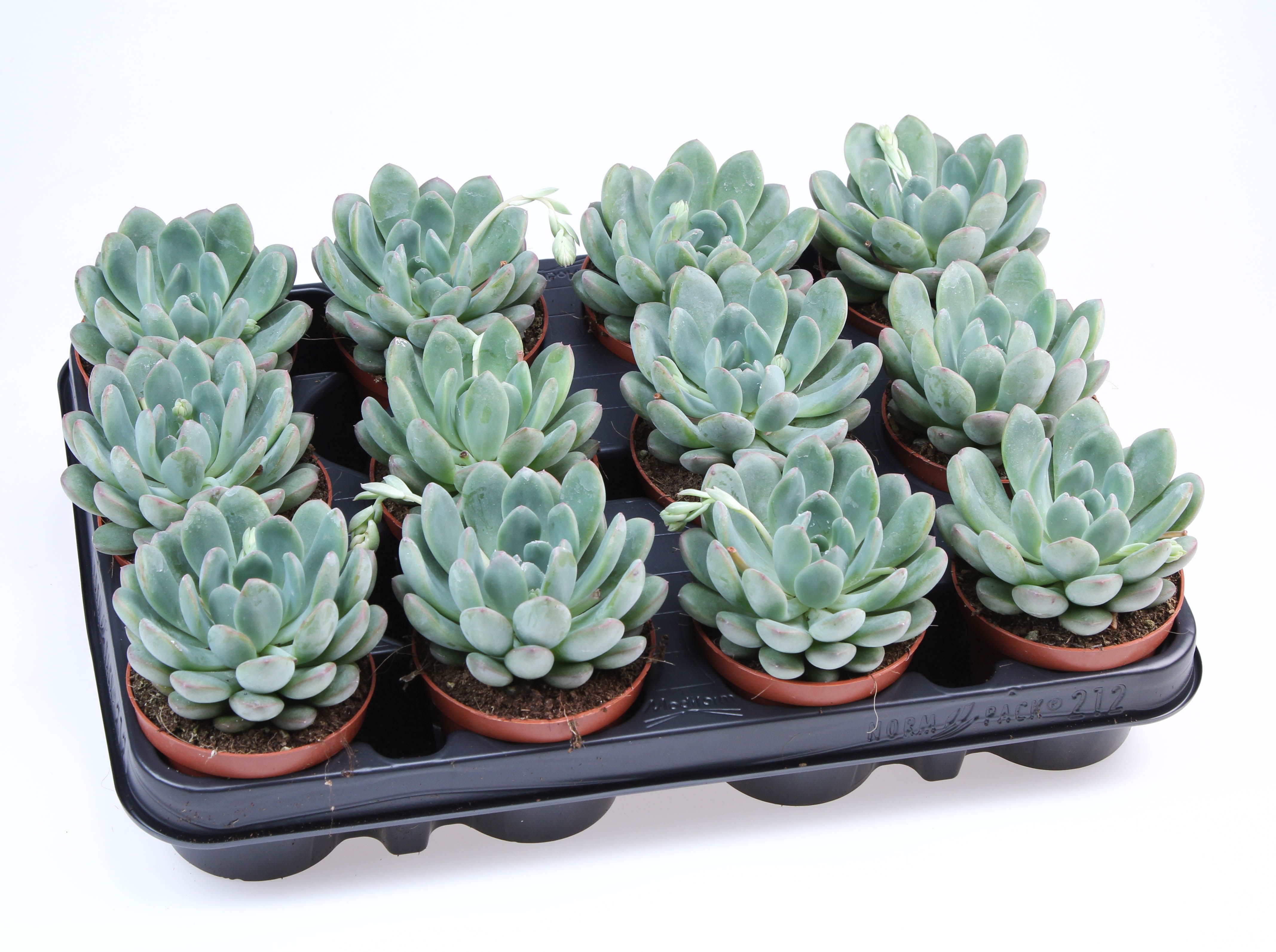 Горшечные цветы и растения оптом Echeveria Morning Dew от 12шт (для телеги) из Голландии с доставкой по России