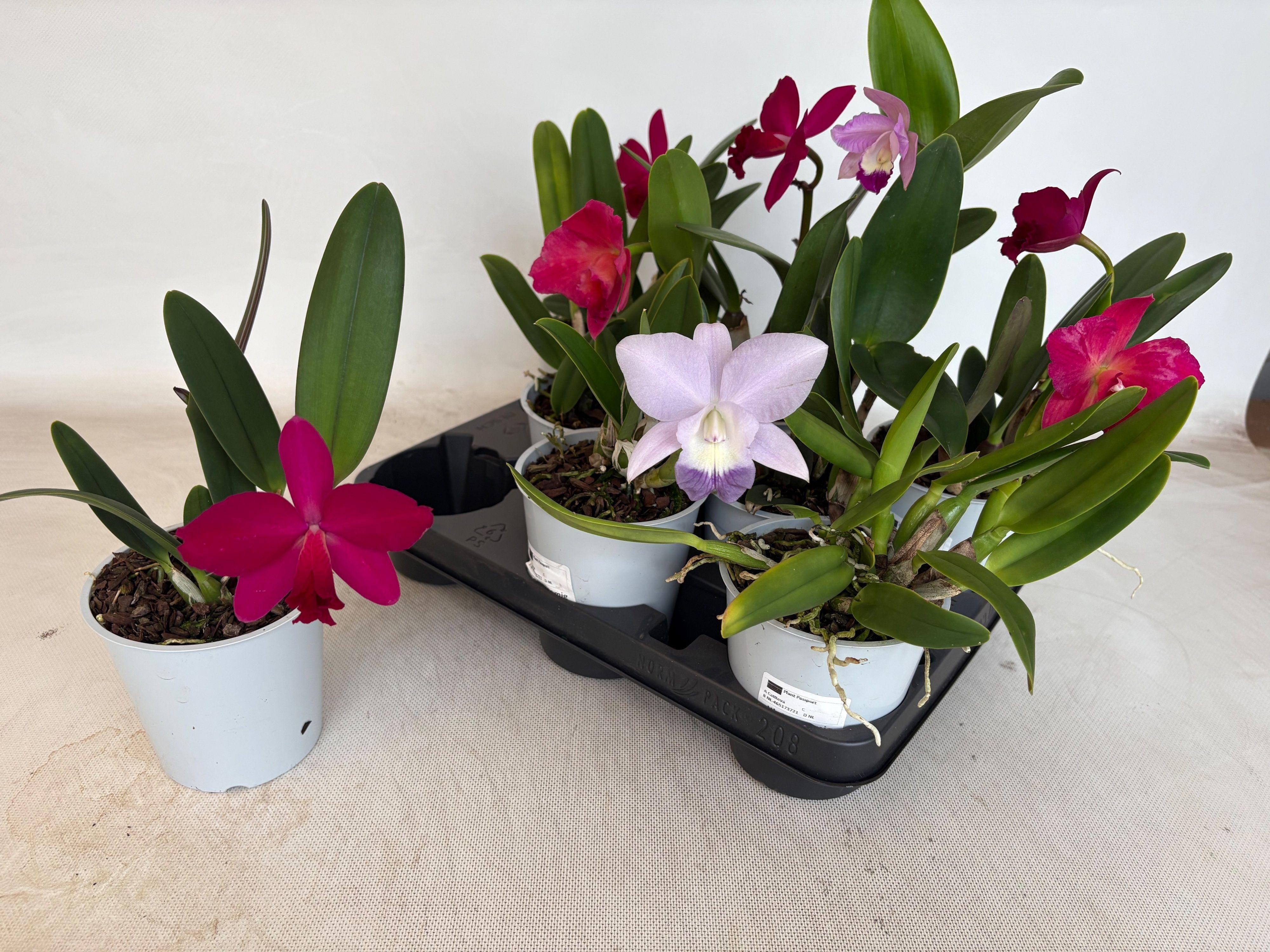 Горшечные цветы и растения оптом Cattleya от 8шт из Голландии с доставкой по России