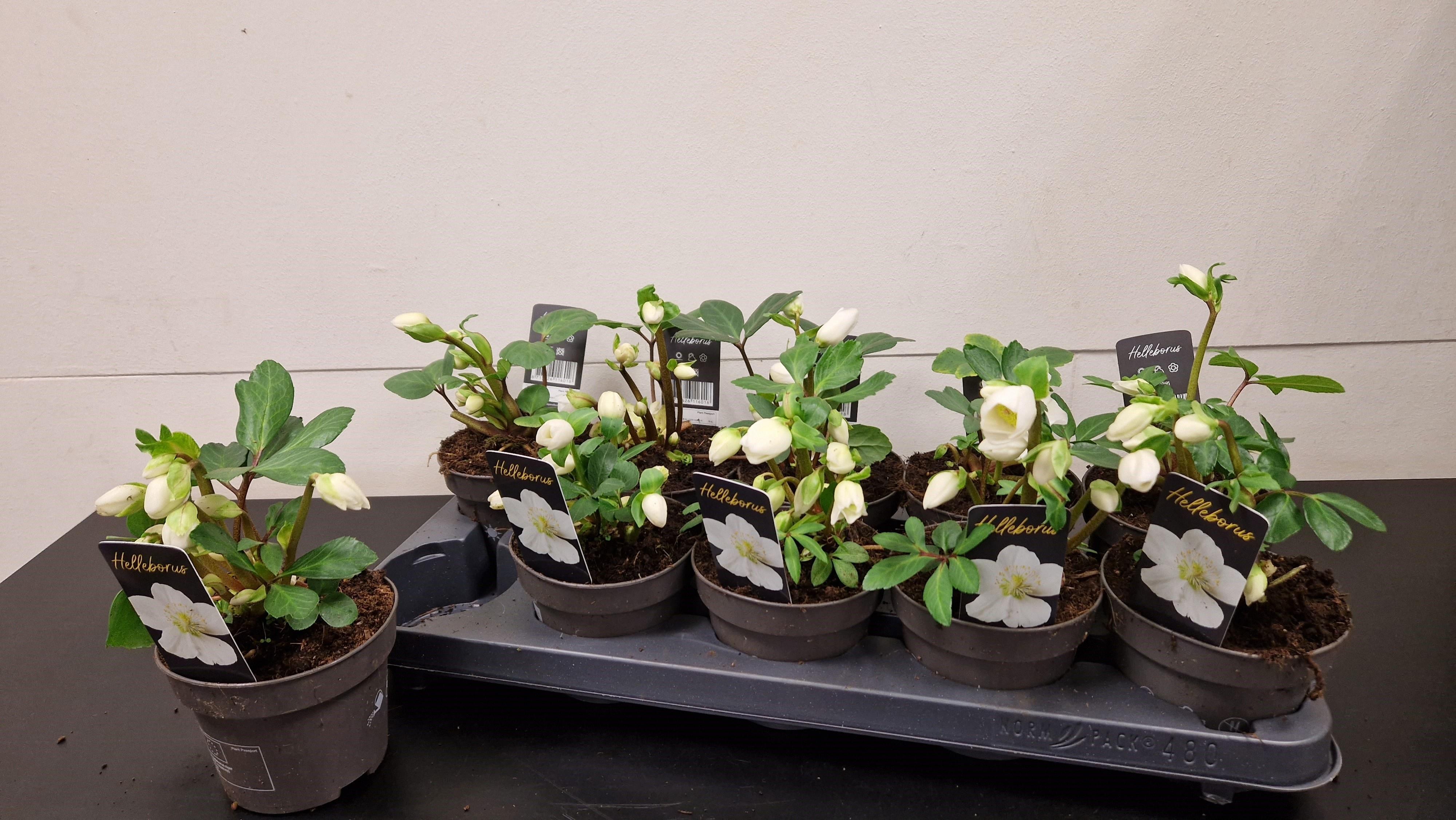 Горшечные цветы и растения оптом Hell Ni Chr Carol от 8шт из Голландии с доставкой по России Горшечные цветы и растения оптом Hell Ni Chr Carol от 8шт из Голландии с доставкой по России