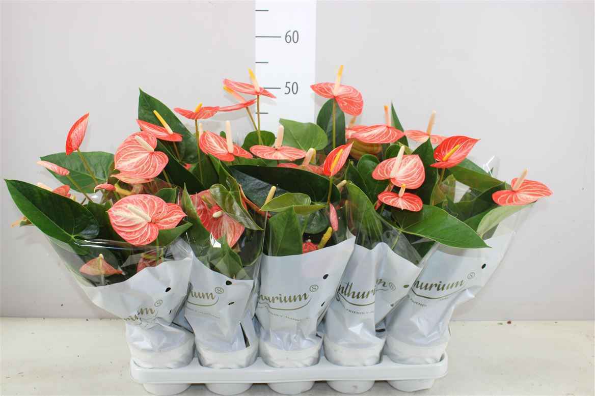 Горшечные цветы и растения оптом Anth An Special от 10шт из Голландии с доставкой по России