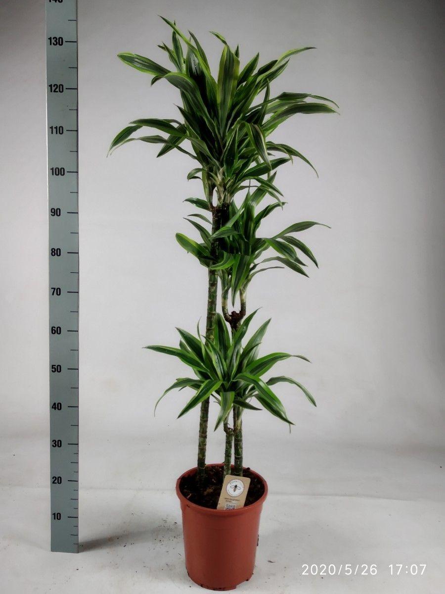 Горшечные цветы и растения оптом Drac Lemon Lime 60-30-15 от 1шт из Голландии с доставкой по России