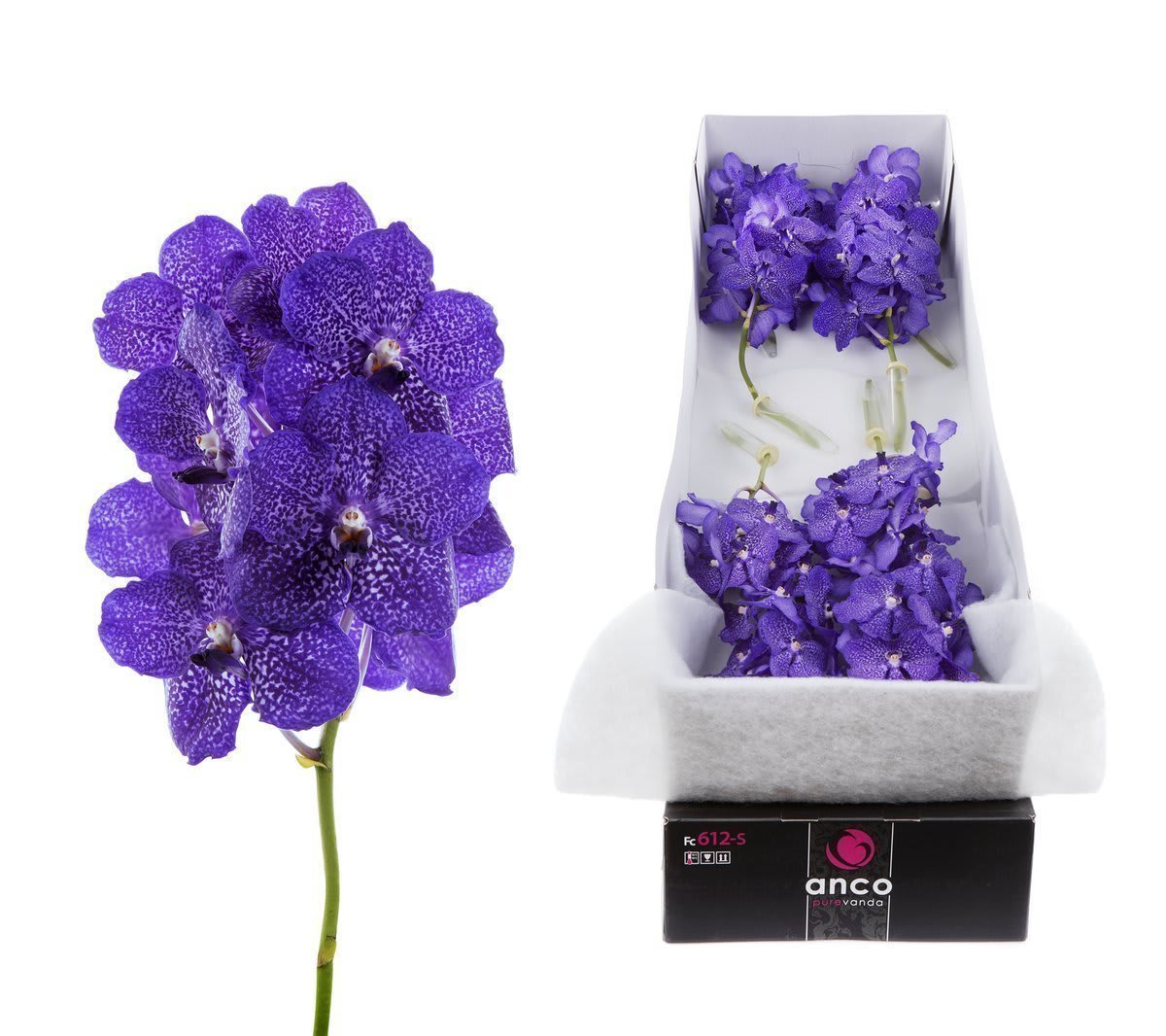 Срезанные цветы оптом Vanda sunanda blueberry smoothie per stem от 20шт. из Голландии с доставкой по России
