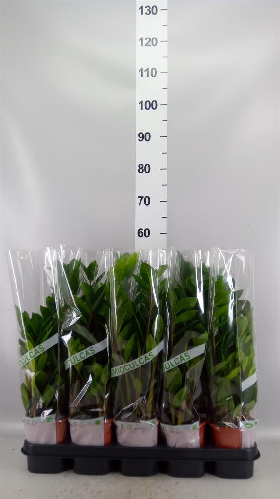 Горшечные цветы и растения оптом Zamioculcas Zamiifolia от 10шт из Голландии с доставкой по России