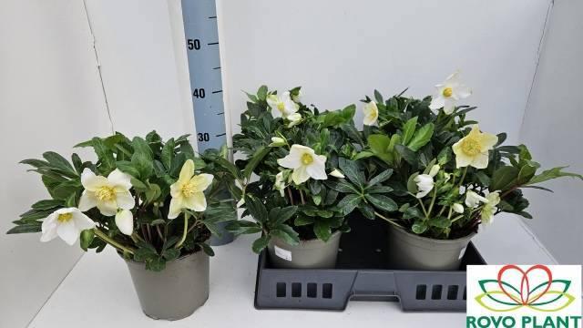 Горшечные цветы и растения оптом Hell Ni Happy Day от 4шт из Голландии с доставкой по России