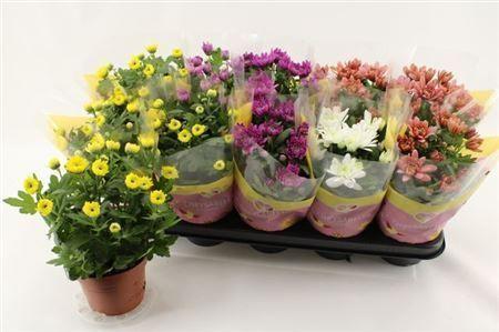 Горшечные цветы и растения оптом Chrys Double Mix от 10шт из Голландии с доставкой по России