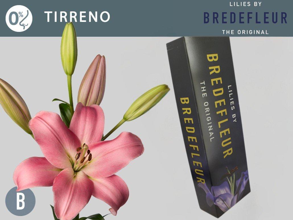 Срезанные цветы оптом Lilium la tirreno от 80шт из Голландии с доставкой по России