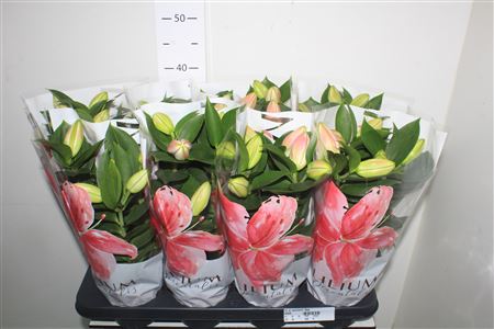 Горшечные цветы и растения оптом Lil Or Souvenir 3pp от 8шт из Голландии с доставкой по России Горшечные цветы и растения оптом Lil Or Souvenir 3pp от 8шт из Голландии с доставкой по России