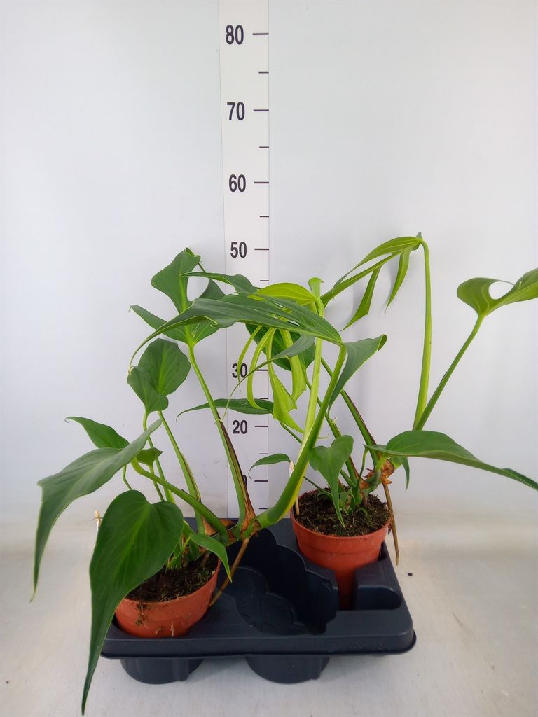 Горшечные цветы и растения оптом Monstera   ... от 2шт из Голландии с доставкой по России
