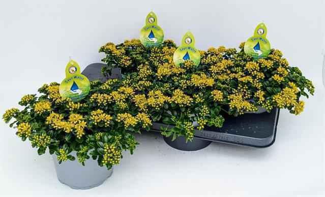 Горшечные цветы и растения оптом Sedum Little Miss Sunshine от 6шт из Голландии с доставкой по России