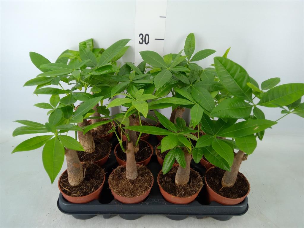 Горшечные цветы и растения оптом Pachira Aquatica от 12шт (для телеги) из Голландии с доставкой по России