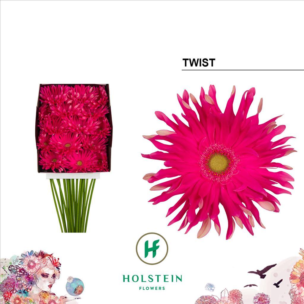 Срезанные цветы оптом Gerbera diamond gerpasta twist от 15шт из Голландии с доставкой по России